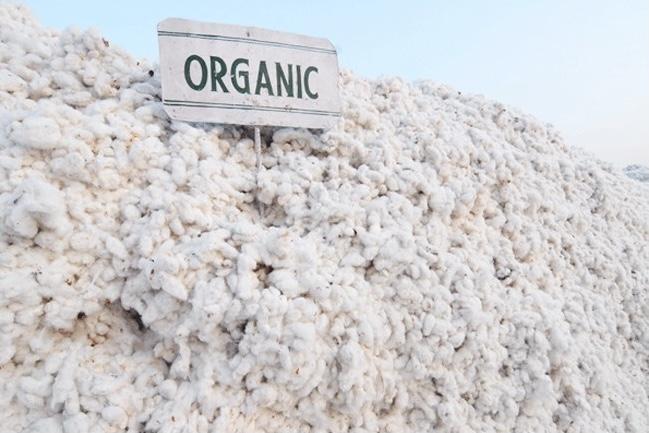 Waarom is biologisch katoen duur?  – Bébénca Organics