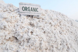 Waarom is biologisch katoen duur?  – Bébénca Organics